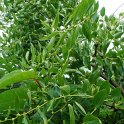 Ziziphus jujuba feuille